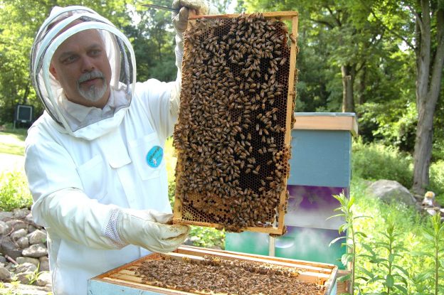 Für stärkere Synergien zwischen Bienen und Landwirtschaft auf strategisch ausgerichtete Forschung setzen
